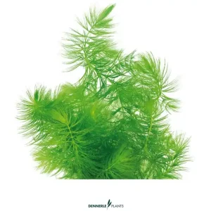 Wochenendangebot Hornkraut, Ceratophyllum demersum, lose Portion